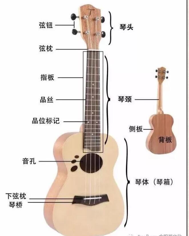 尤克里里是什么樣的樂器?尤克里里結構圖告訴你